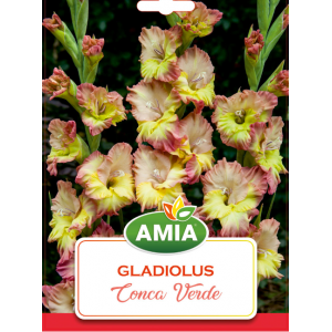 Bulbi Gladiole Conca Verde, calibru 12/14, 7 bucati, AMIA